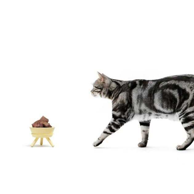 Pet Supplies R10891