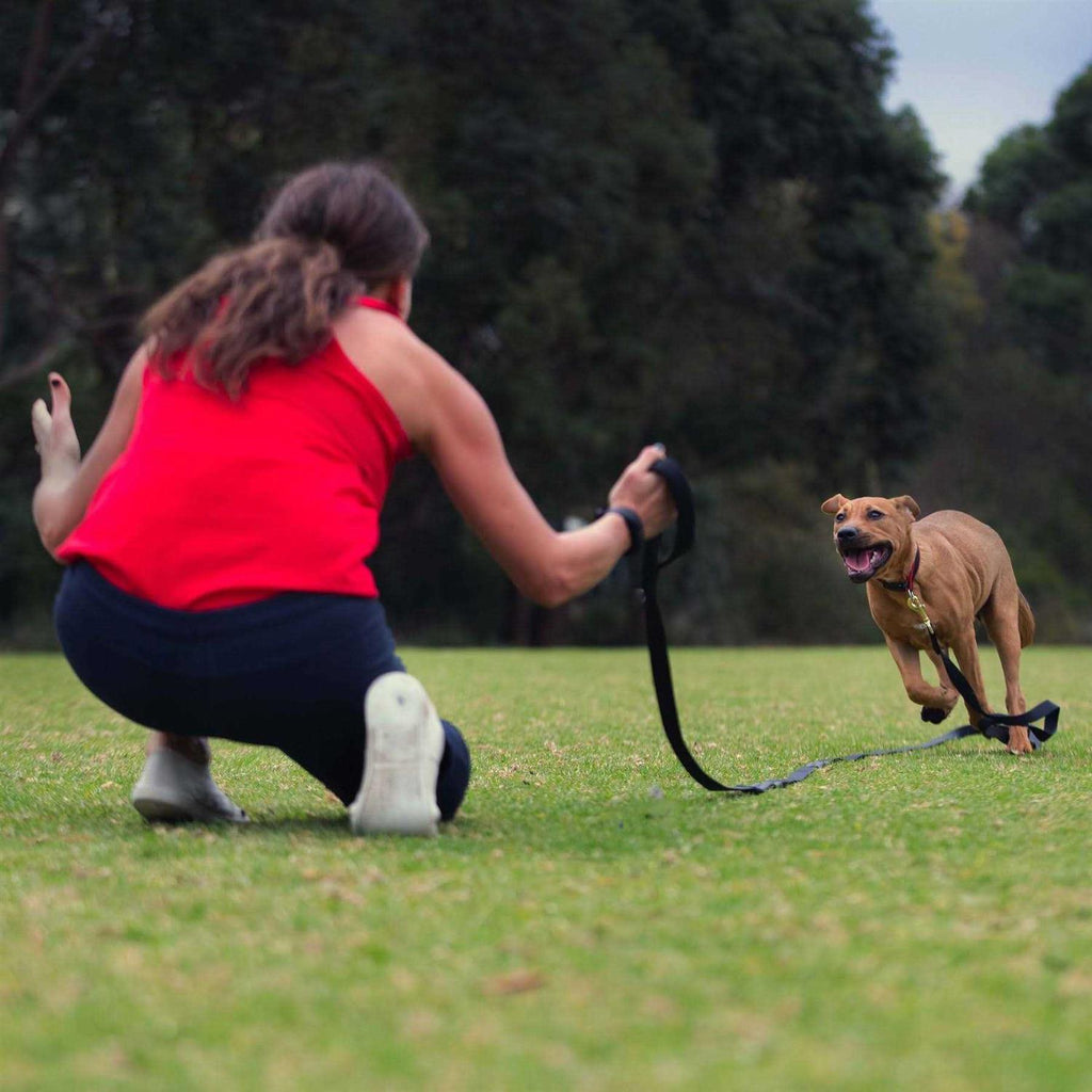 Leash X2493