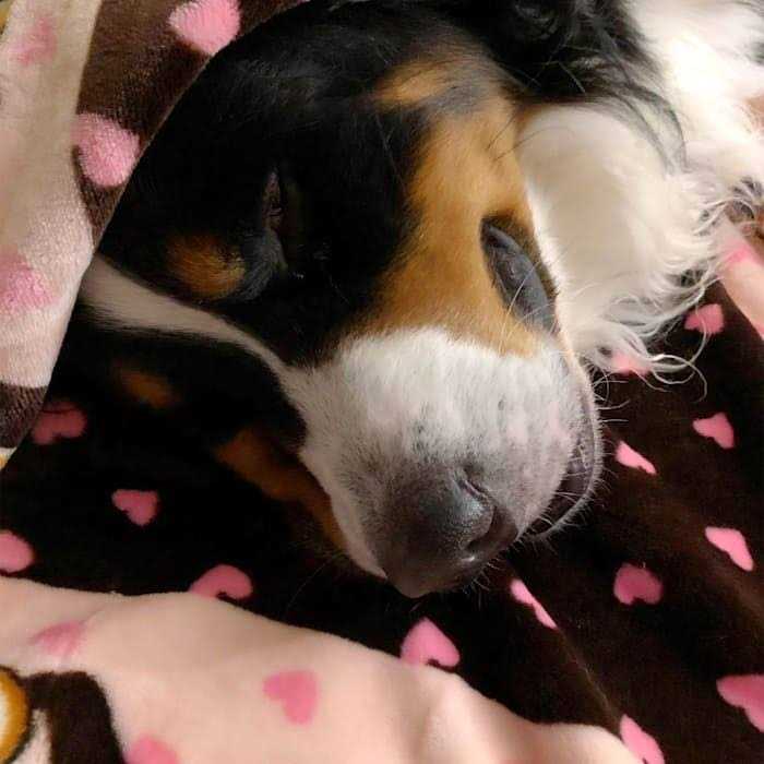 Blanket for Pets S623