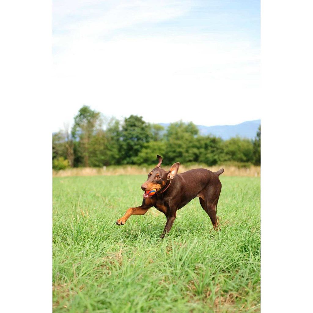 Fetch Medley Pet Supplies C111949