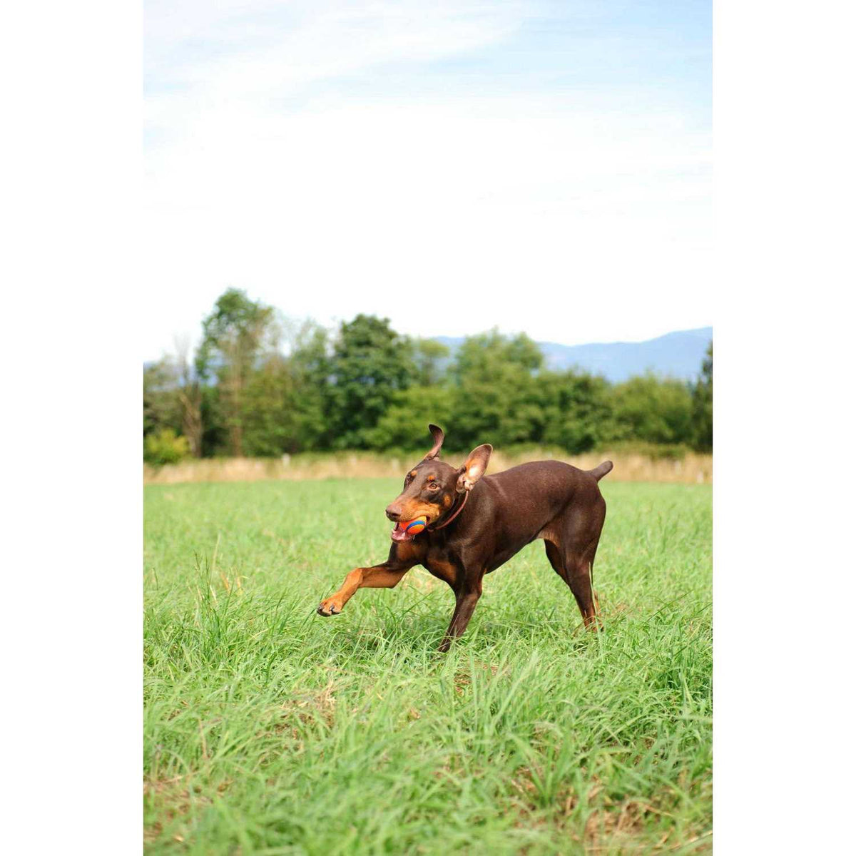 Fetch Medley Pet Supplies C111949