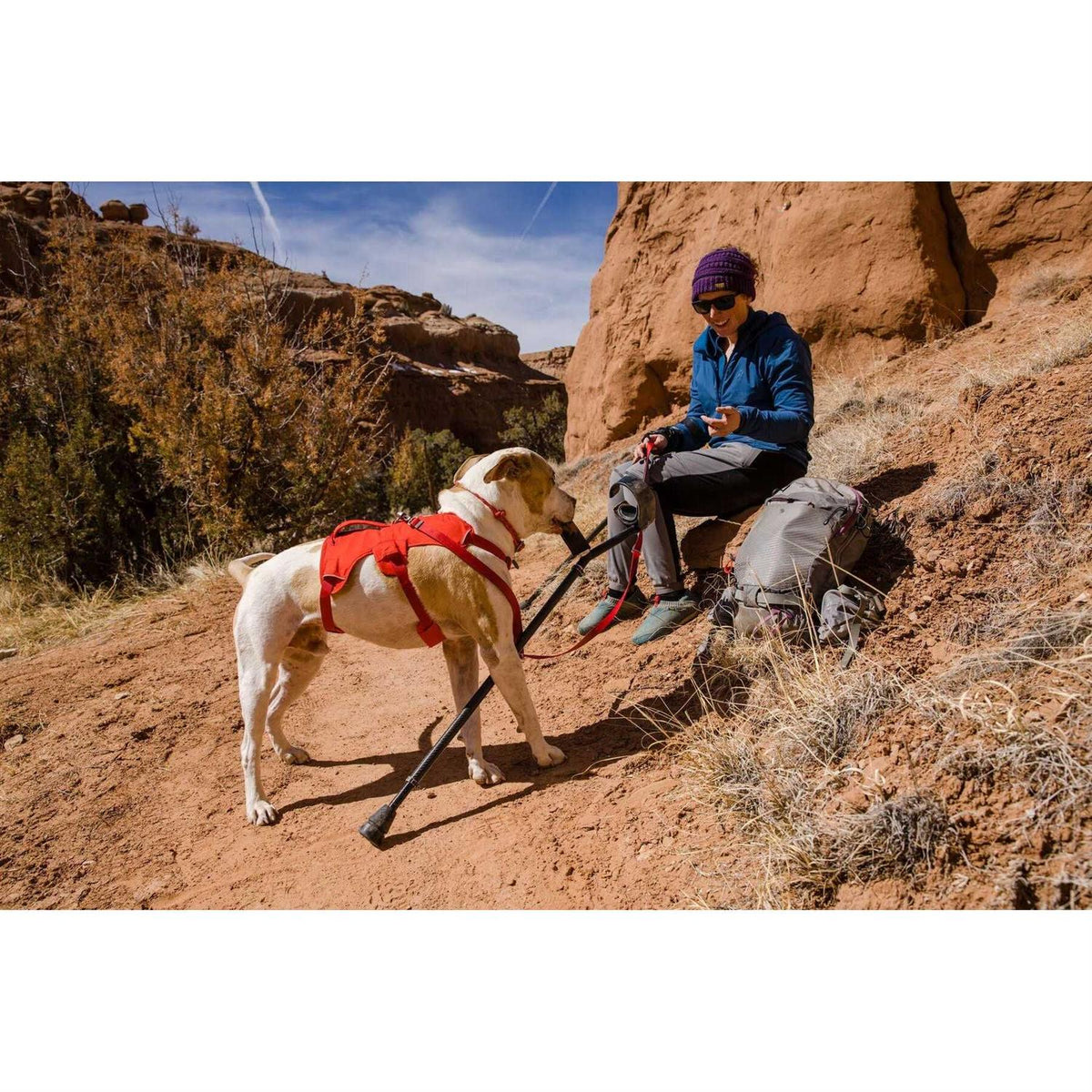 Dog Harness Q431643