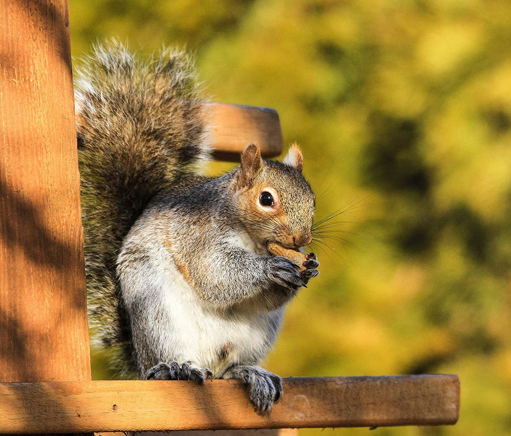 Extra Large Peanuts 50 LBS I3480
