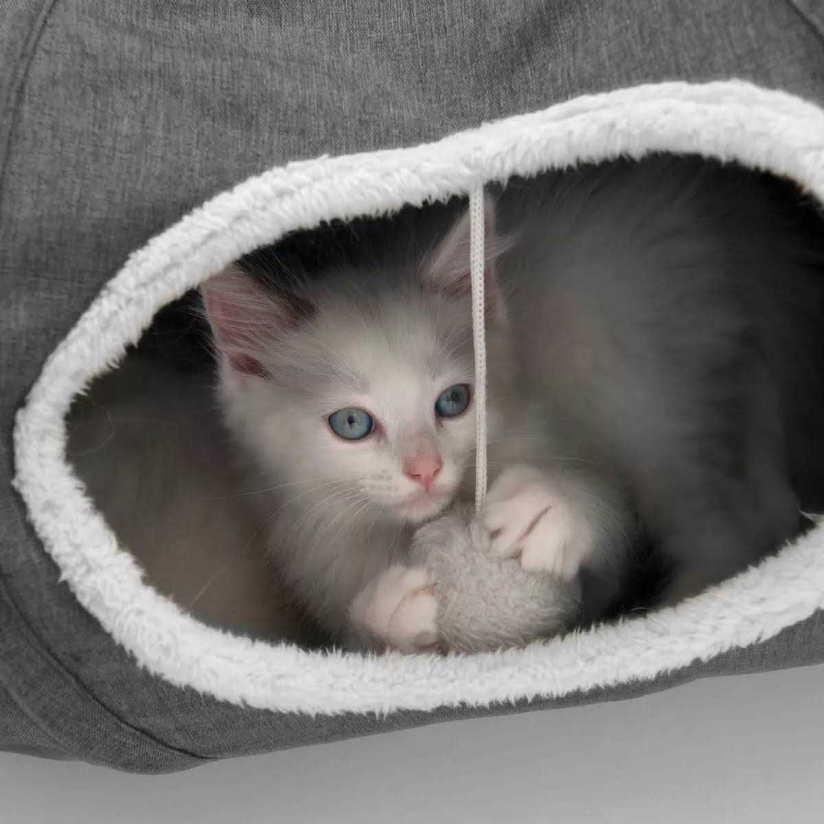 Cat Tunnel E777601