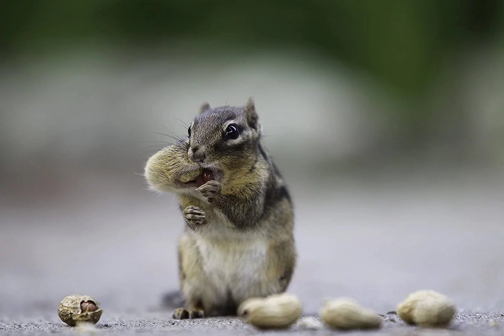 Extra Large Peanuts 50 LBS I3480