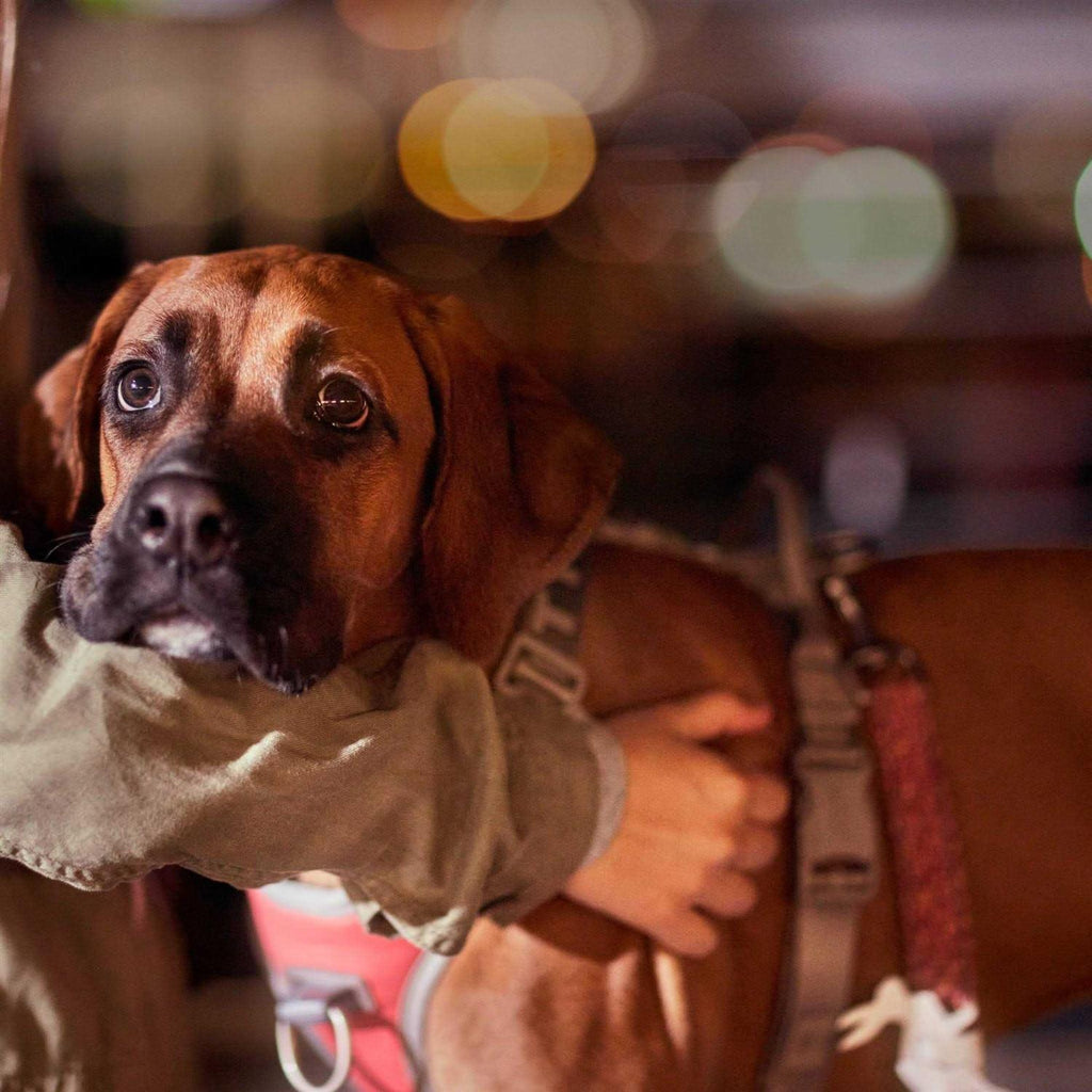 No-Pull Dog Harness Z201
