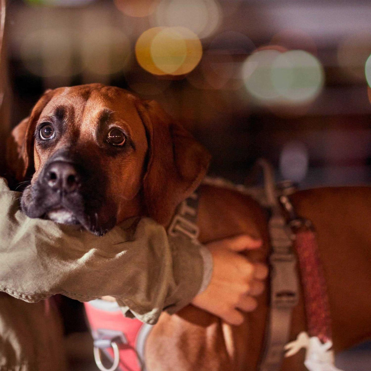 No-Pull Dog Harness Z201